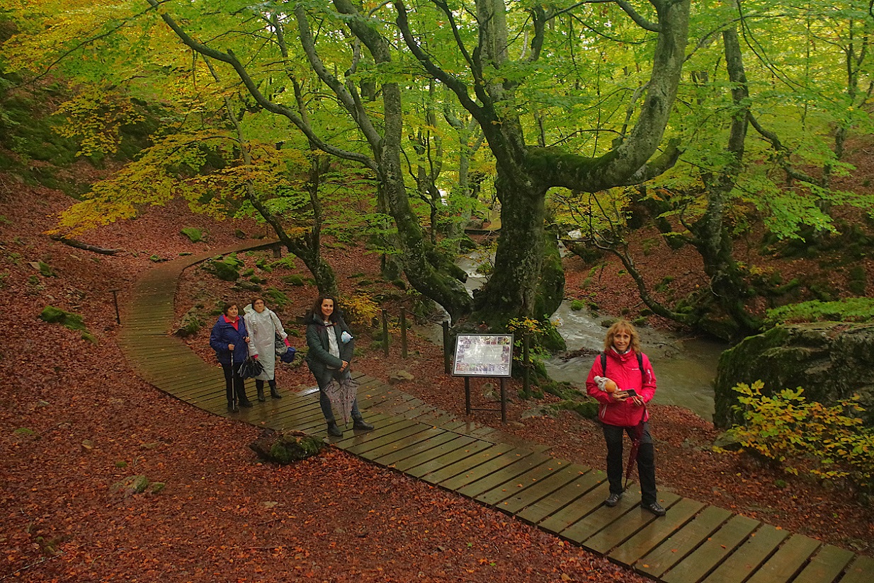 hayedo de Ciñera en otoño, León