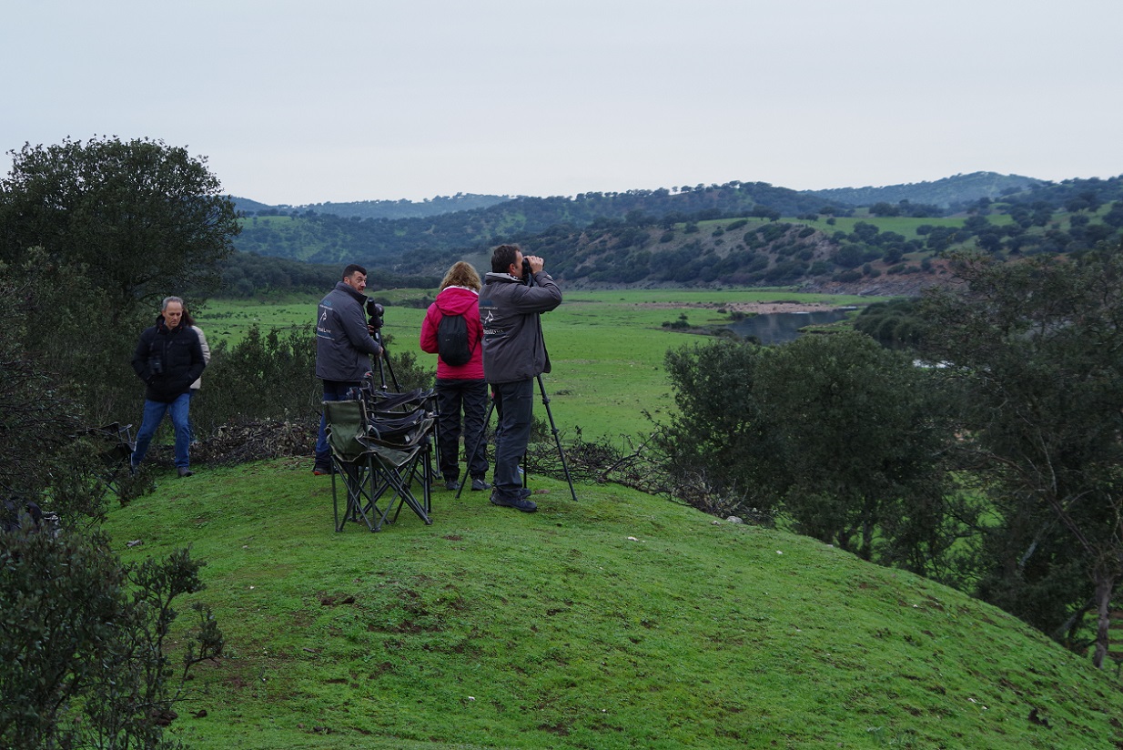 avistamiento de linces